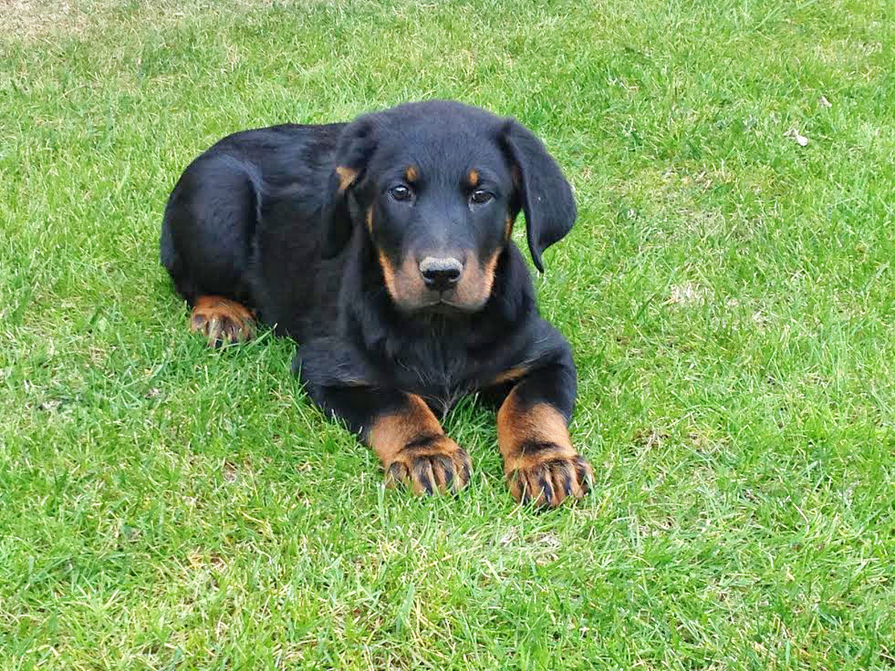 domainedelalicorne.fr photo chien beauceron photo chiot beauceron Elevage de beauceron chiot beauceron pure race élevage du clos de la licorne elevage des gardiens de la licorne elevage beauceron noir et feu authentique gros gabarits élevage de Beauceron familial sérieux et qualité domainedelalicorne.fr suivi des chiots conseil d’éducation chiot propre bas rouge santé caractère spécialiste du beauceron noir et feu ou arlequin chien rustique berger de France  nos chiots sont élevés avec amour et attention notre passion au service de la qualité Beauceron de qualité et sportif domaine de la licorne 04380 BARRAS élevage en liberté éleveur berger de beauce élevage de beauceron de travail 06 11 20 51 93 site domainedelalicorne.fr mail domainedelalicorne@gmail.com